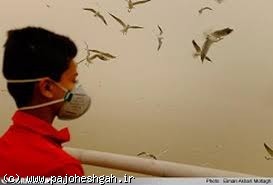 مرکز پژوهشی توسعه داروهای تنفسی در پارک فناوری پردیساستفاده از کرم‌های قلابدار برای درمان آسم
